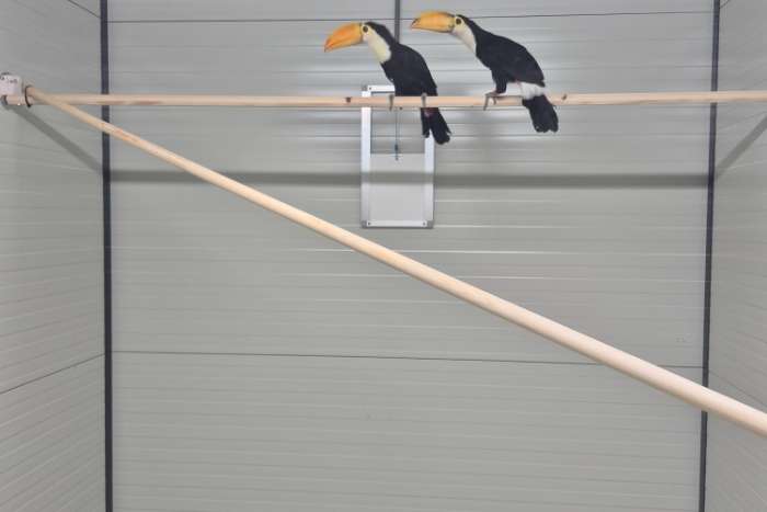 toekan ramphastos toco
