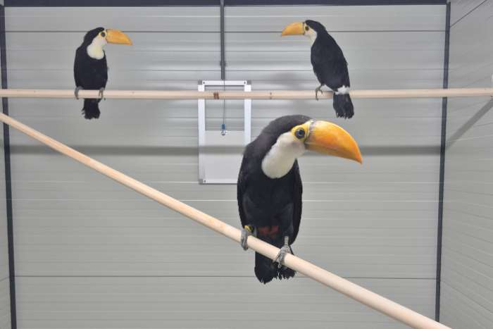 toekan ramphastos toco