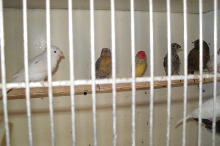 kanarie/tropen