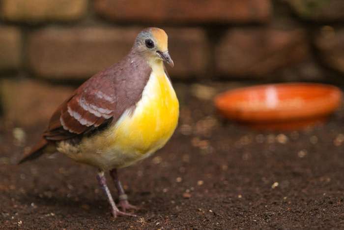 goudborst grondduifjes / gallicolumba rufigula