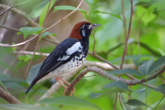 mooie lijst met bijzondere exoten vogels
