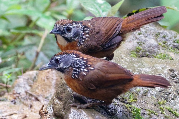 mooie lijst met bijzondere exoten vogels