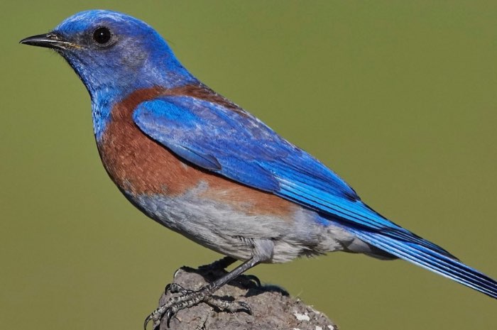 mooie lijst met bijzondere exoten vogels