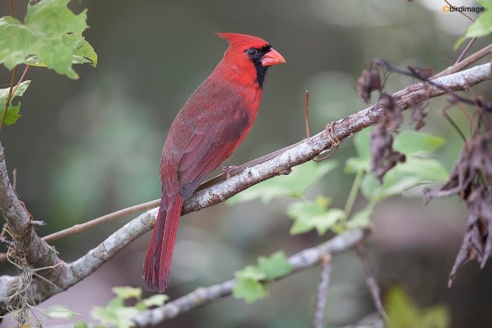 mooie lijst met bijzondere exoten vogels