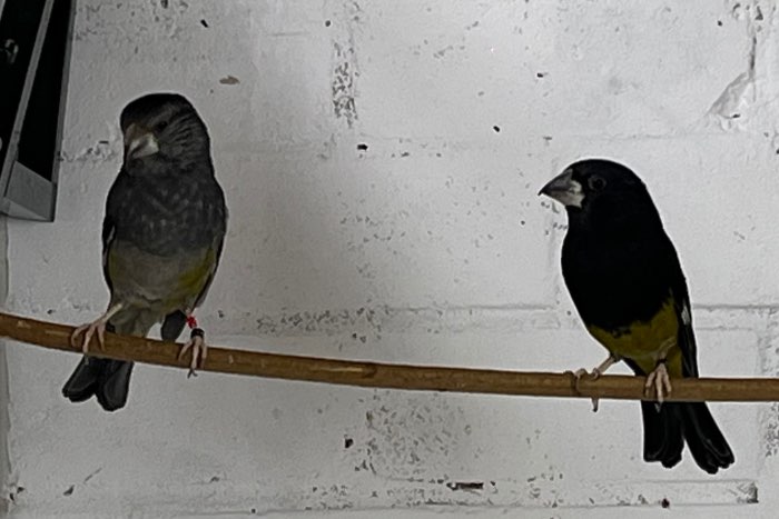 witvleugel kernbijters man. appelvink