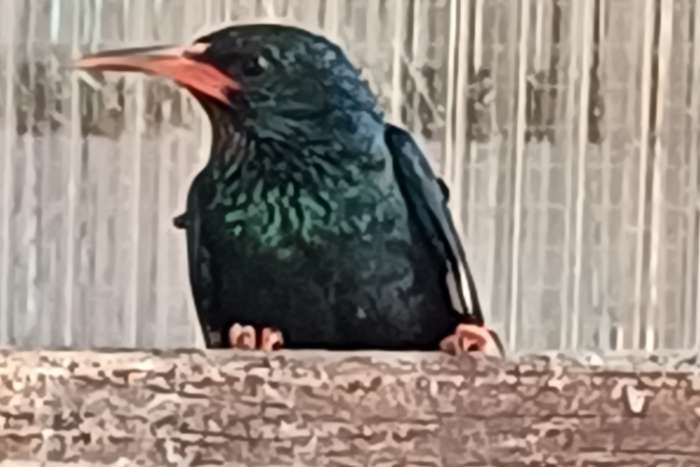 groene boomhop
