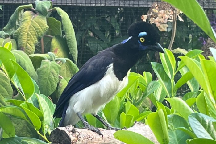 pluiskopgaai