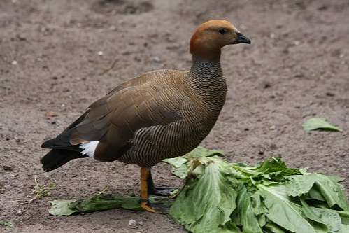roodkopgans