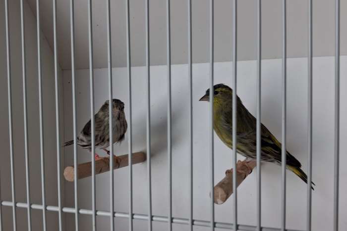 wildkleur sijs koppel