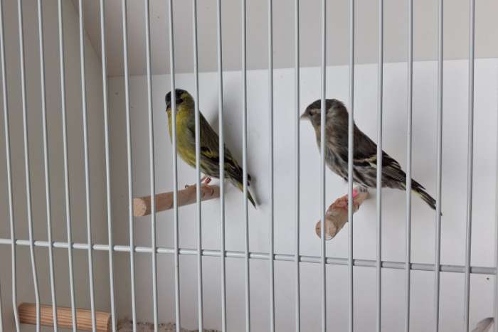 wildkleur sijs koppel