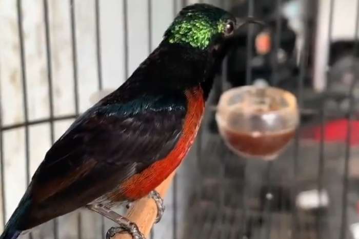 javan sunbird