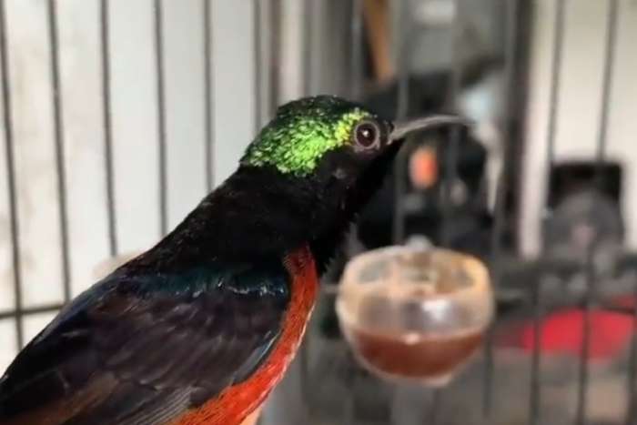 javan sunbird