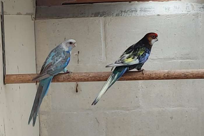 kwkoppels rosella's.