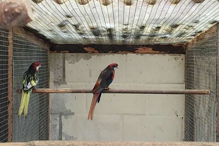 kwkoppels rosella's.