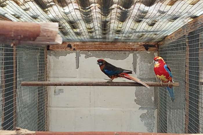 kwkoppels rosella's.