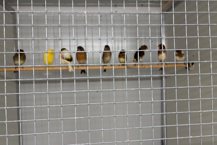 harlekijn kanaries te koop