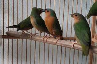 erythrura hyperythra - bamboo finch
