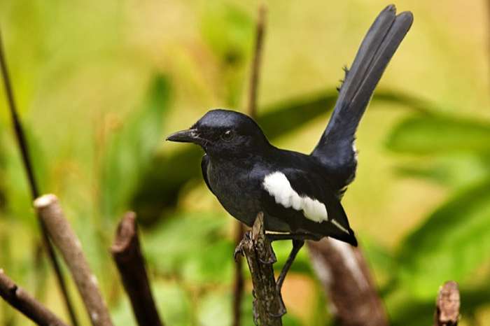 copsychus saularis pluto