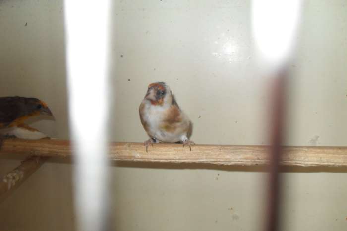 kanarie/tropen