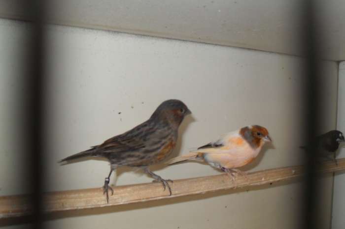 kanarie/tropen
