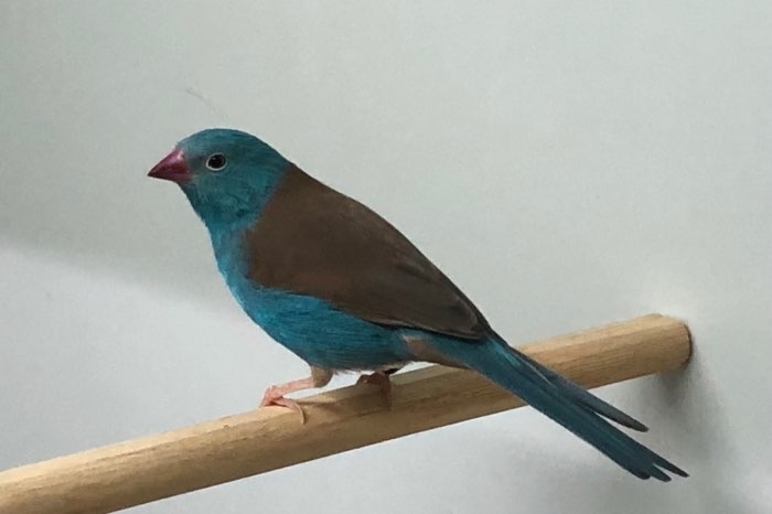 losse man blauwkop blauwfazantje