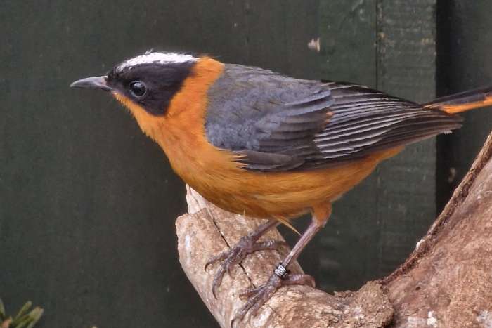 snowy crowend robin chat - cossypha niveicapilla