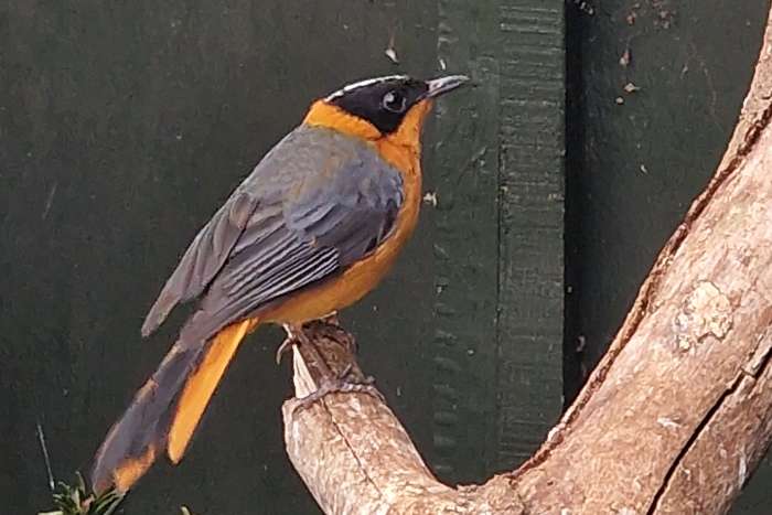 snowy crowend robin chat - cossypha niveicapilla