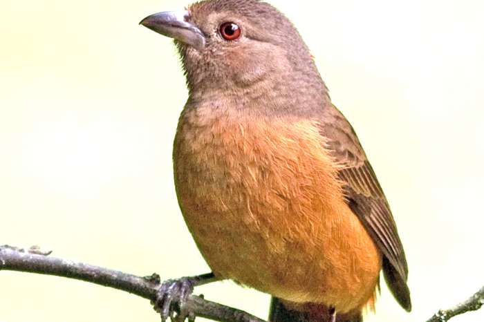 purpurna tangara ramphocelus bresilius
