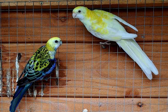 bleekkop rosella kweekkoppel 2022