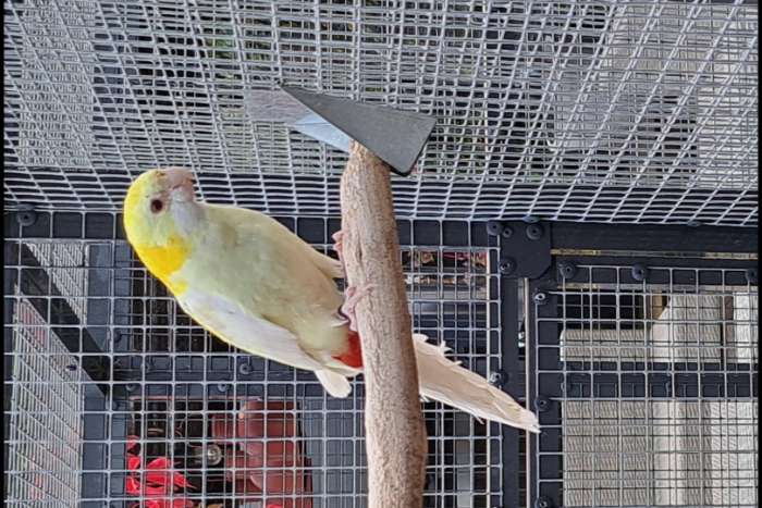 bleekkop rosella kweekkoppel 2022