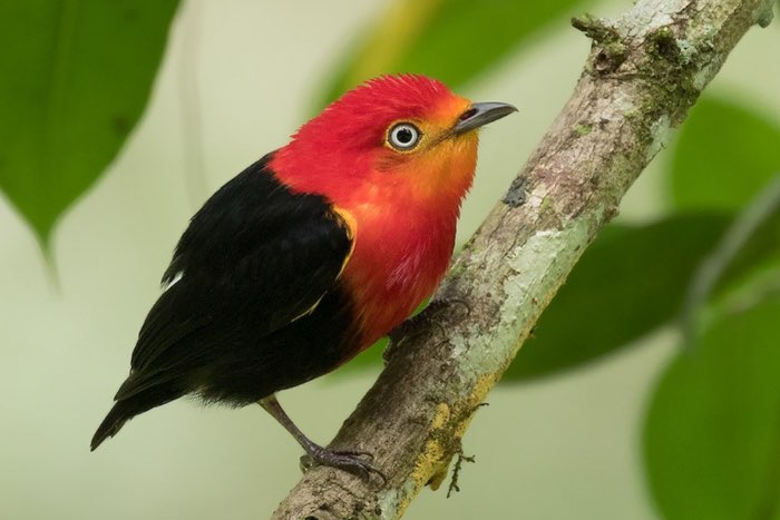 pipra aureola