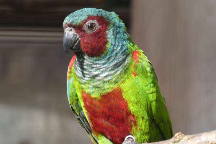 pyrrhura pfrimeri