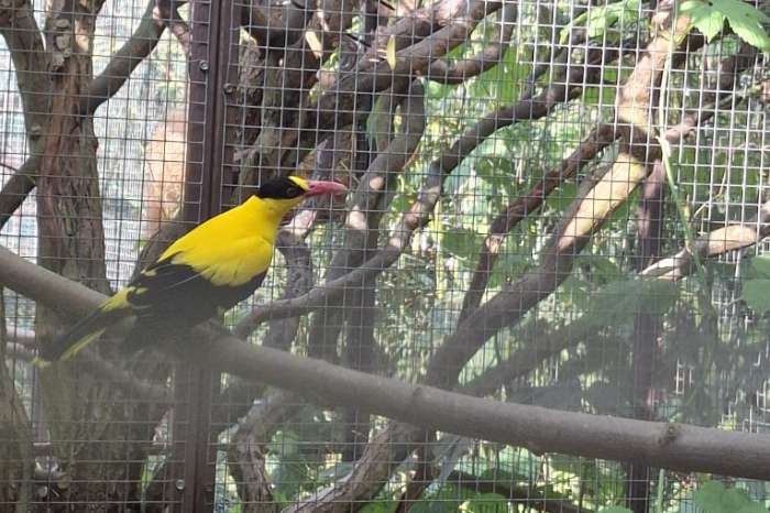oriolus chinensis