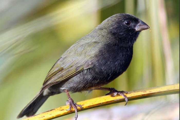 putte 2026 - tiaris bicolor