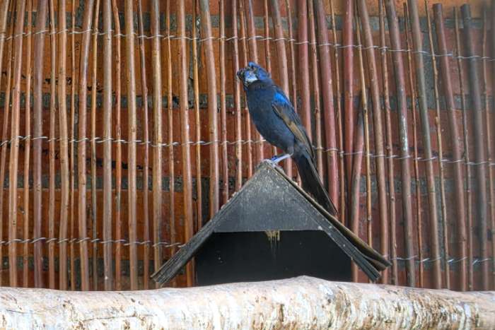 braziliaanse blauwe bisschop man
