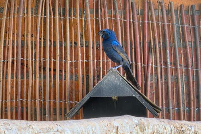 braziliaanse blauwe bisschop man
