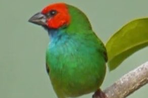 gezocht peals kortstaart amadine pop