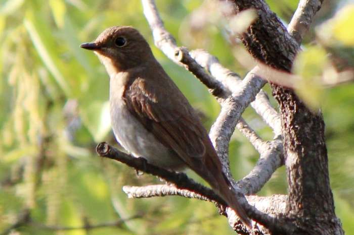 0.1 cyanoptila cyomelana