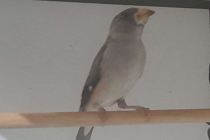 japanse appelvink man, chinese appelvink pop
