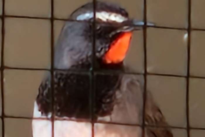 lucsinia pectoralis (zwarborst nachtegaal )