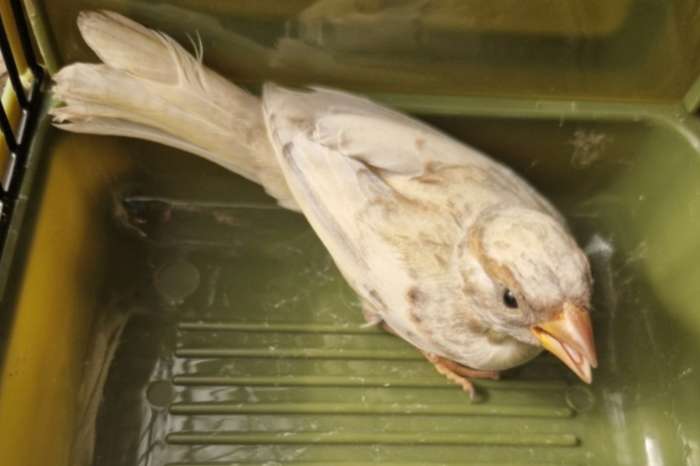 haussperling weibchen