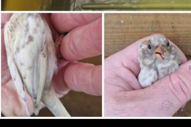 haussperling weibchen
