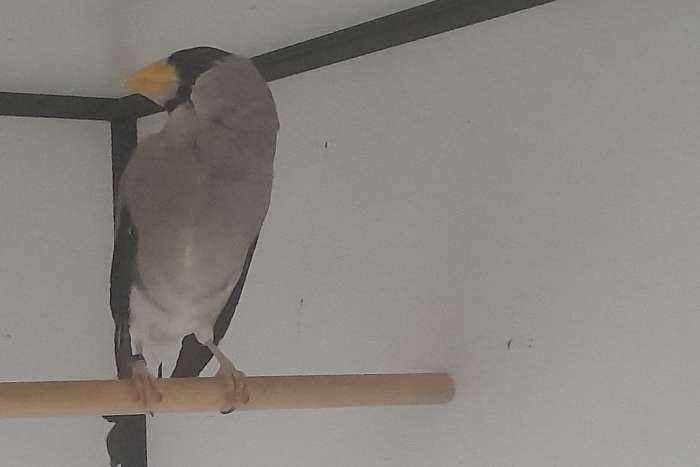 japanse appelvink man, chinese appelvink pop