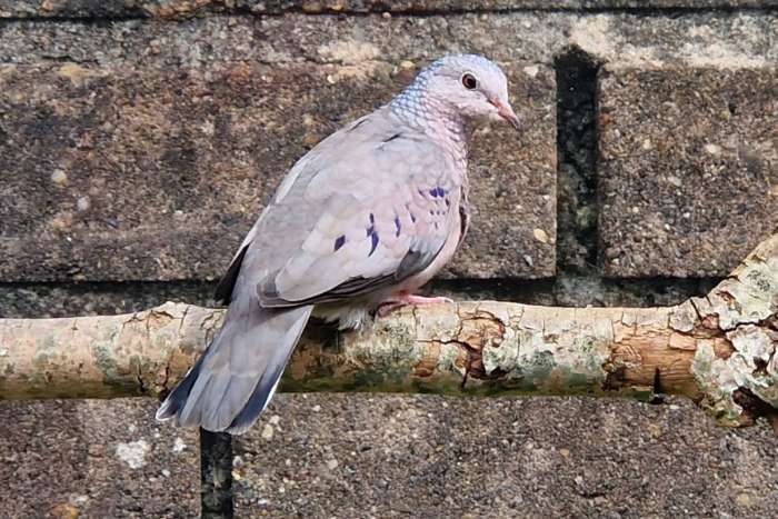 musduifjes (columbina passerina)
