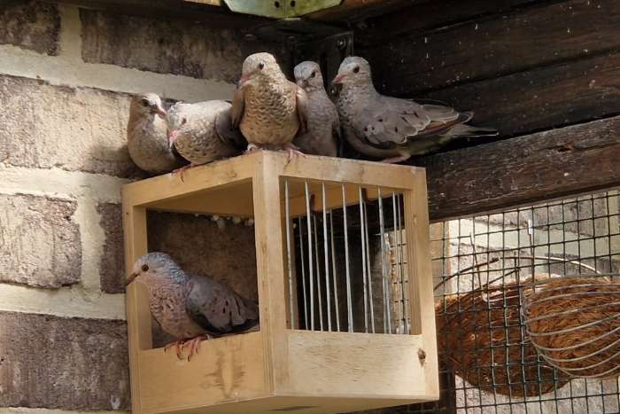 musduifjes (columbina passerina)