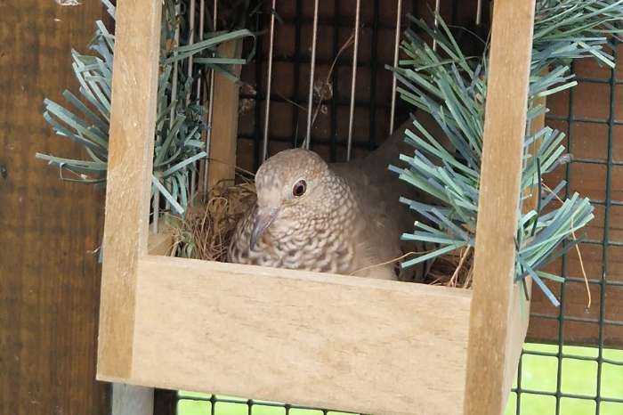 musduifjes (columbina passerina)
