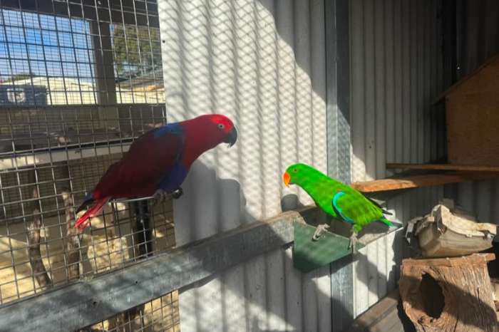 pair of electus parrots (1.1 eclectus roratus)