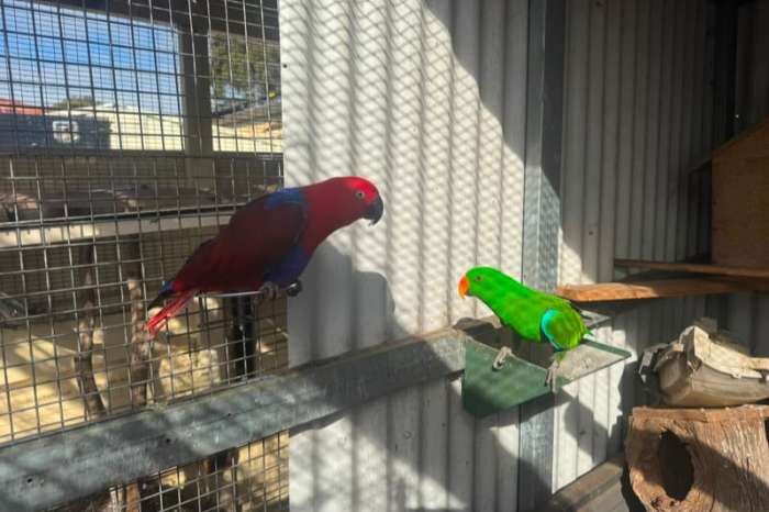pair of electus parrots (1.1 eclectus roratus)