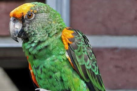 1-1 poicephalus guglielmi fantiensis 2026/2026