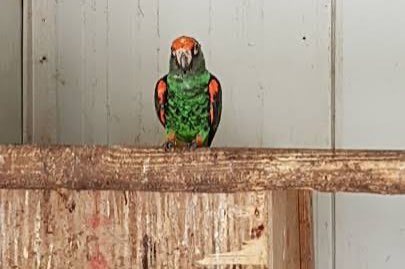 1-1 poicephalus guglielmi fantiensis 2026/2026